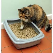 Petimister Dogal Cam Pellet Kedi Kumu 10 Kg Fiyati