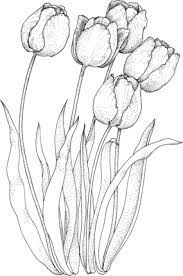 Four Tulips Coloring Page Supercoloring Com Flower Drawing Flower Sketches Tulip Drawing