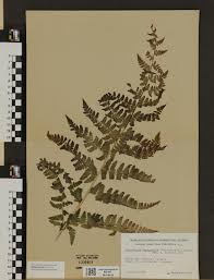 Image result for Dryopteris pentheri