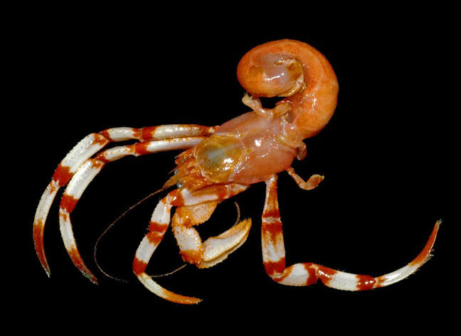 Mga resulta ng larawan para sa Deep Sea Hermit crab without Shell"