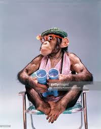 1960s Chimpanzee Monkeys Funny Cute Baby Monkey Monkey Art