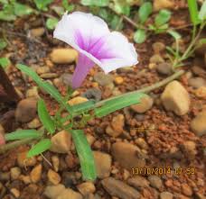 Image result for Ipomoea crassipes