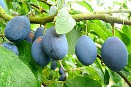 The fruits can be eaten unripe or ripe, which can either make the flavor mellow or tangy. Plum Wikipedia