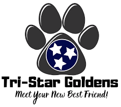 Hominy branch akc golden retrievers, limestone, tennessee. English Cream Golden Retriever Puppies In Nashville Tennessee