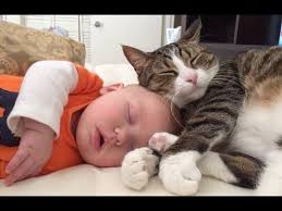 Cute Babies Sleeping With Dogs And Cats Cat Loves Baby Videos 2018 Cute Baby Sleeping Sleeping Dogs Funny Cat Videos