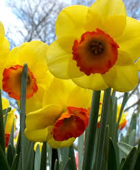 Narcissus Bantam Large Cupped Narcissi Narcissi Flower Bulb Index Narcissus Flower Bulb Flowers Daffodil Bulbs