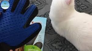Kedi Tuy Toplama Tuy Tarama Eldiveni Deneme