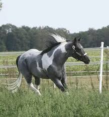 Black And White Paint Horses For Sale Near Me Pin On Horse Crazy