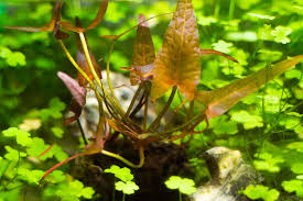 Image result for Nymphaea maculata