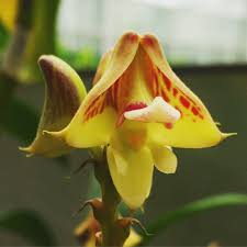 Image result for Polystachya galeata