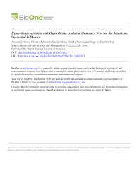 Image result for Hyparrhenia collina