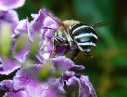 We did not find results for: Australian Native Bees Wikipedia