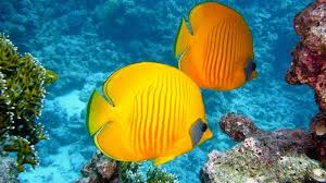 Apa makna bermimpi ikan mas warna kuning? Arti Mimpi Menangkap Ikan Pertanda Kemenangan Halaman All Tribun Lampung