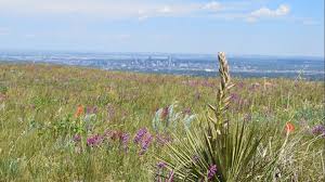 Check spelling or type a new query. 9 Amazing Wildflower Hikes Near Denver 9news Com