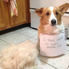 Bad Corgi Dog Shaming Corgi Corgi Dog