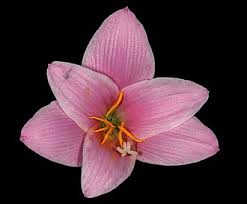 Image result for Zephyranthes minuta