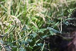 Image result for Aeschynomene mossoensis