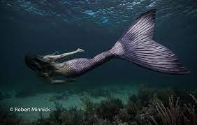 Underwater Photographer Robert Minnick S Gallery Mermaid Photography Realistic Mermaid Silicone Mermaid Tails