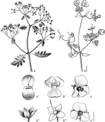 Image result for Hartliella