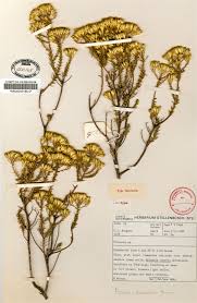 Image result for Pteronia acuminata