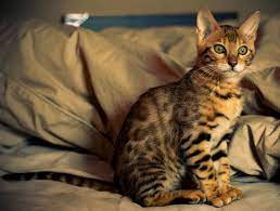 Try using our list of animal trivia questions and answers for a trivia game with friends and family. Certain Cat Breeds Are Now Banned In Brussels