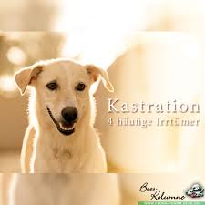 An eine kastration knüpfen halter oft hoffnungen: Hund Kastration Die Vier Haufigsten Irrtumer Flora Apotheke Hannover
