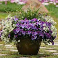 See container planting ideas for shade, small spaces and more. Fall Container Ideas Diy