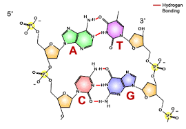 What does dna stand for? Genetic Information Biology For Majors I