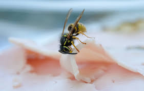 Leeser will schadlingsbekampfung gmbh wespennest. Hilfe Gegen Wespen Praktische Tipps Im Umgang Mit Den Insekten