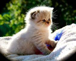 jared male british longhair seal golden tabby point cat chat animal babycat kitten bordeaux b sevimli kedi yavrulari yavru kediler sevimli kediler