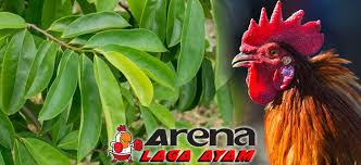 Untuk pemesanan ayam aduan kami. Penyakit Kuning Archives Berita Jadwal Sabung Ayam Online S1288 Sv388 Sm558