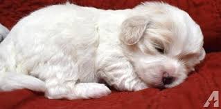 But in fact this isn't the only possible outcome! Cavapoo Puppy For Sale Adoption Rescue For Sale In San Diego California Classified Americanlisted Com
