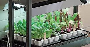 When seedlings first appear, keep the lights turned on for 12 to 16 hours per day. Gardening Under Grow Lights Gardener S Supply Growing Plants Indoors Grow Lights Seedlings Indoors