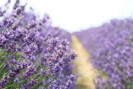 Jul 02, 2021 · the best time to plant veronica is in spring, after the soil becomes warm enough to work easily. The Best Time To Plant Lavender When To Plant Lavender Lavender Plant Growing Lavender