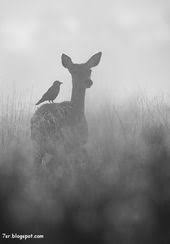 صور غزال Beautiful Creatures Animals Beautiful Animals