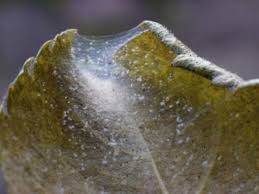 That's where these pests hang out. Controlling Spider Mites Naturally