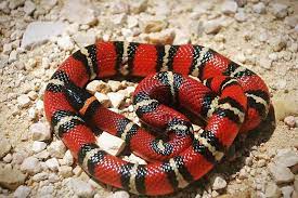 13 Beautiful And Colorful Small Snake Pets Small Snakes Milk Snake Snake