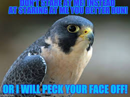 She was nominated for a breakthrough performance mtv movie award, and numerous other awards. Blue Falcon Meme Generator Imgflip