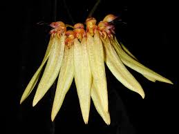 Image result for Bulbophyllum longiflorum