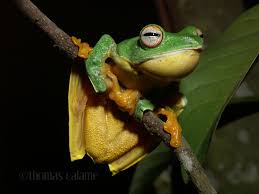 Image result for Rhynchotropis poggei