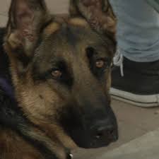Maybe you would like to learn more about one of these? Seizure Service Dogs Save Lives In The Borderland Kfox