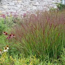 Maybe you would like to learn more about one of these? Dig Deeper Into Switchgrass The Genus Panicum