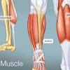 Front leg deformity is a condition that results in disparity of limb length, reduced mobility in joints causes for front leg deformity can be injury, premature closure of the growth plate, or an inherited. 1