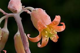 Image result for Helixanthera schizocalyx