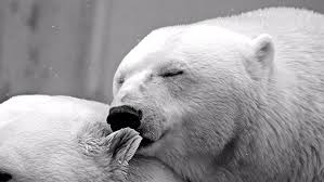 Black bear mom and cubs wallpaper border. 1242x2688px Free Download Hd Wallpaper Polar Bear Monochrome Photography Black And White Fauna Wallpaper Flare