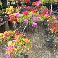 Maybe you would like to learn more about one of these? Nilai Landscape Nursery Flower Shop In Nilai