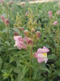 Image result for Antirrhinum