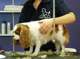 Offre d emploi toiletteur canin. Toiletteur Canin Salaires Debouches Formations Etc