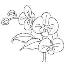 34+ orchid coloring pages for printing and coloring. Coloring Pages Orchids Coloring Pages