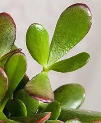 Anche conosciuta con il nome di erba grassa, o porcellana comune, la portulaca oleracea è una pianta a portamento strisciante, che cresce spontanea. Giardino